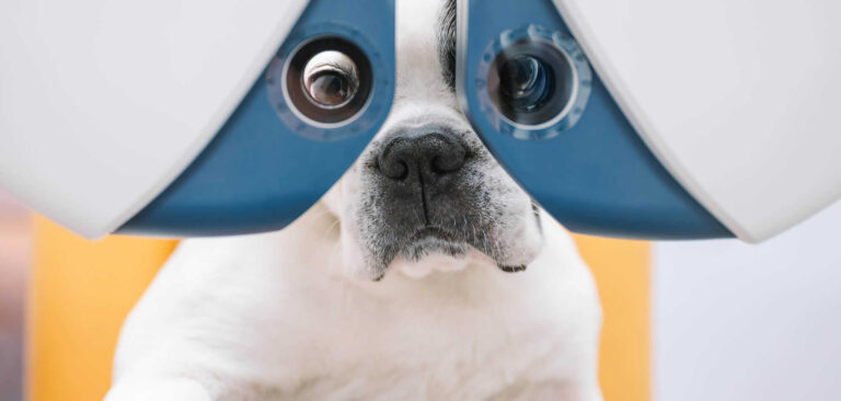 Hund mit blau-weißer Papiermaske vor gelbem Hintergrund