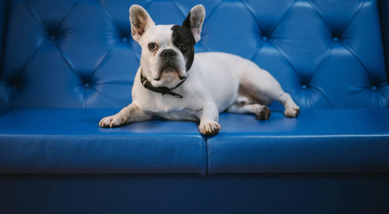 Hund liegt auf einem blauen Ledersofa.